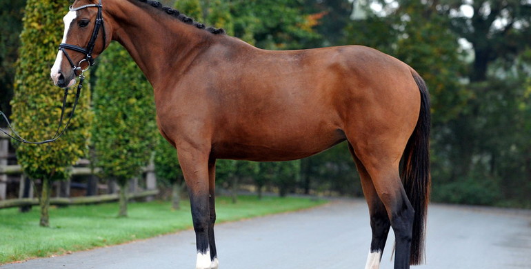 In the Spotlight – Ivascalle (Baltic VDL x Lincoln)