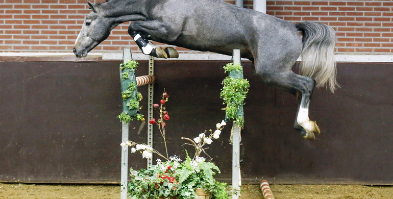 In The Spotlight – Ivar SS (Cassini Gold x Voltaire)