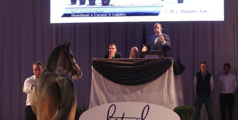 Holger Hetzel Sport Horse Sales 2016 concludes with a top bid of €450.000 for Danish gelding Hulapalu