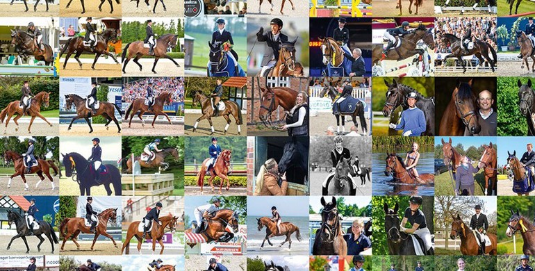 Verden Auction – a brand for success!