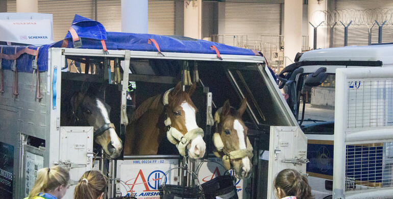 Equine royalty arrives in Hong Kong