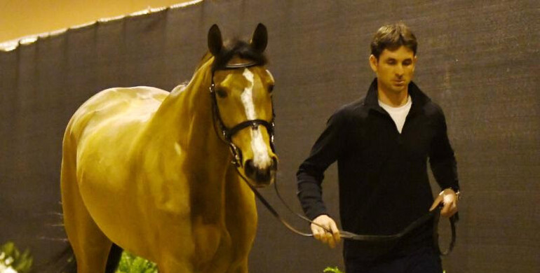 Horses declared 