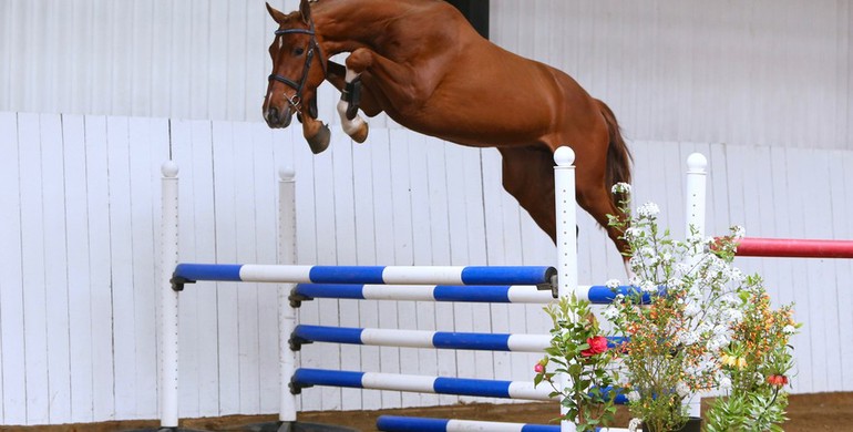 Brightwells Aintree Sport Horse Sale presents; Variant (Viscount x Perpignon)