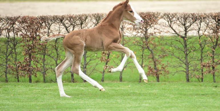 Holsteiner Foal Auction Sale in Klein Flottbek: Eight Casall Foals– Eight Opportunities