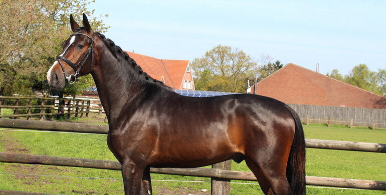 Brightwells Aintree Sport Horse Sale presents; Fallon Z (For Money x Franco)