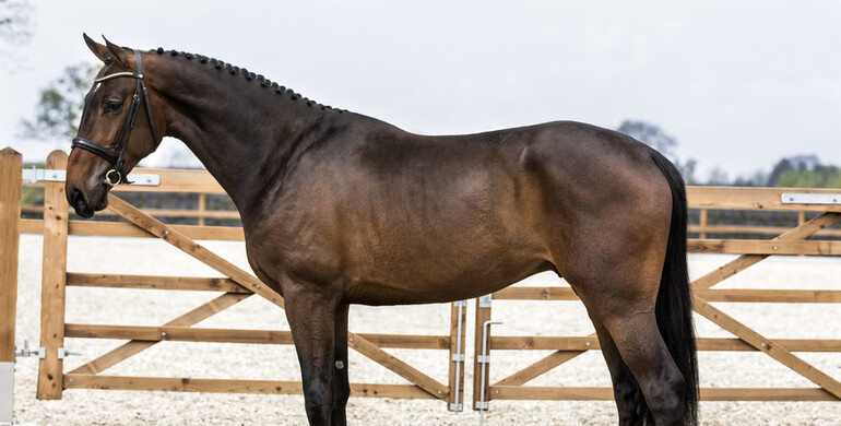 Brightwells Aintree Sport Horse Sale presents; Jackman (Starpower x Silverstone)
