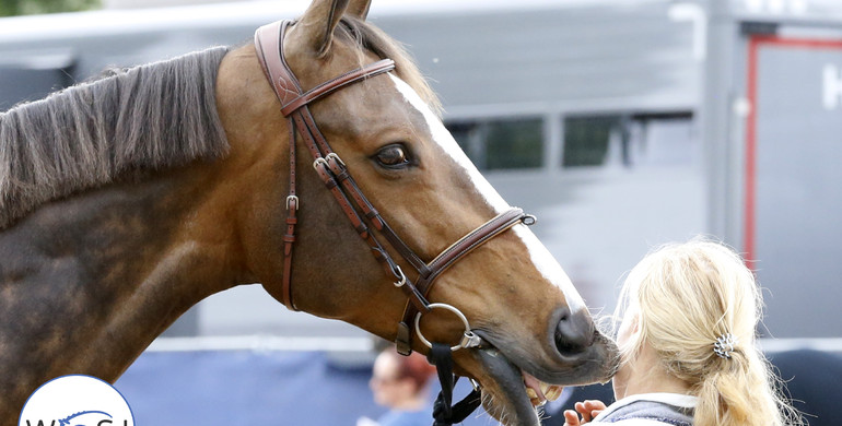 Images from the vet-check at CSI5* Hamburg | Part one