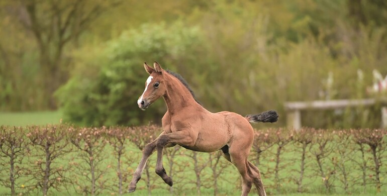 Holsteiner Foal Auction Sale: Offspring by Young Sires and Sport Horse Icons