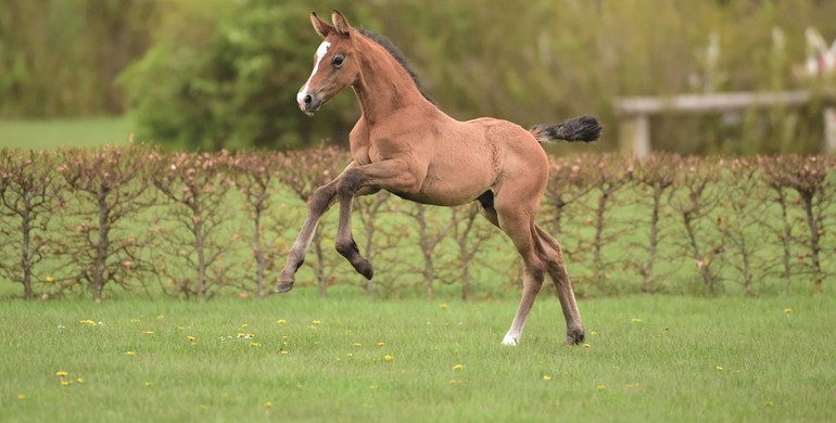 Holsteiner Foal Auction Sale: Offspring by Young Sires and Sport Horse Icons