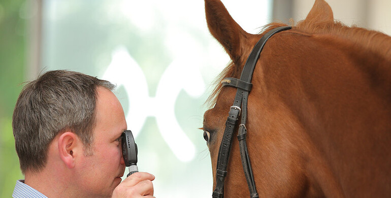 The Verden auctions from the vet’s point of view: Personal care is ensured!