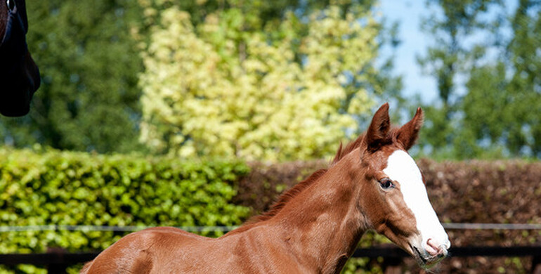 Bolesworth Elite Auction raises the roof: Tinka’s Star makes £92,000