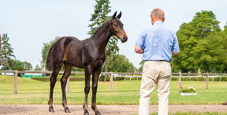 Comments on the Evaluation of the Exterior of Sport Horses