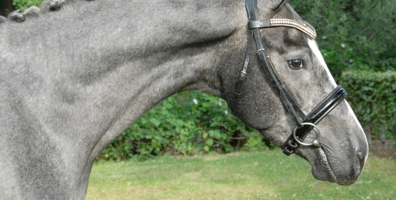 2017 Brightwells Auction Horse In the Spotlight: Jetset D’Amerloo
