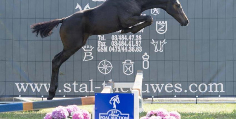 De Kraal International with third edition of Foal Auction 111