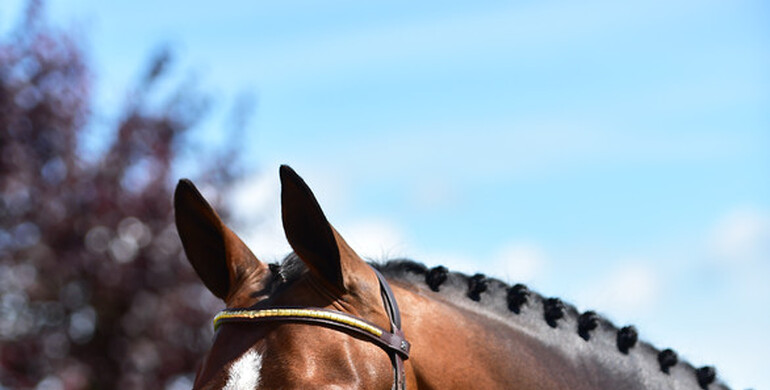 2017 Brightwells Auction Horse in the Spotlight: Jolly Coeur P