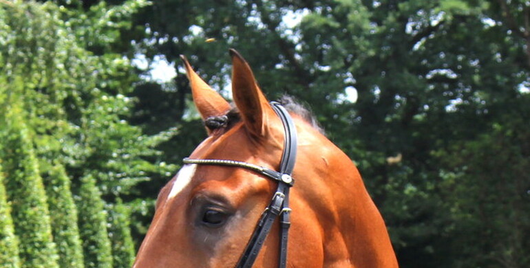 2017 Brightwells Auction Horse In the Spotlight: Cashmoaker