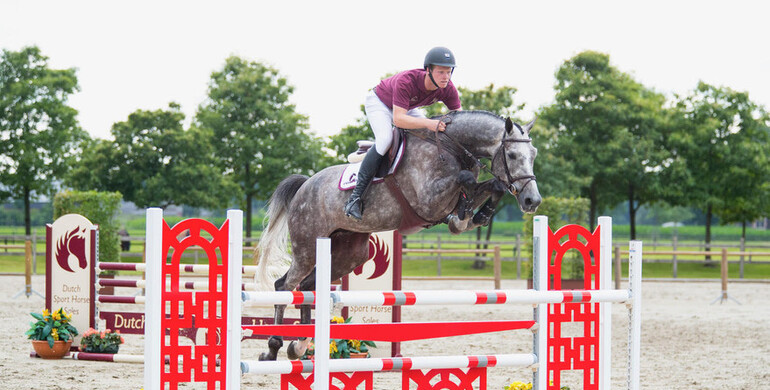 Collection Dutch Sport Horse Sales online