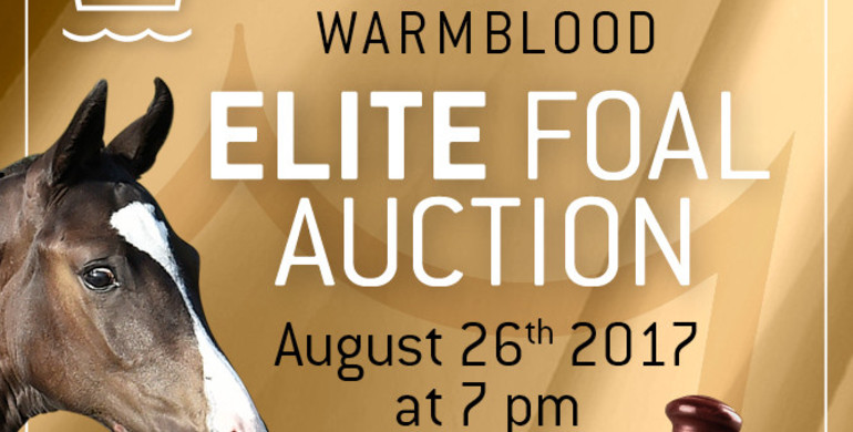 Danish Warmblood Elite Foal Auction