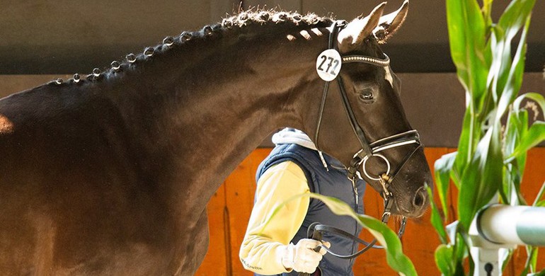 Pre-Selection for the Hanoverian Stallion Licensing: The First Step on the Way to Become a Legend
