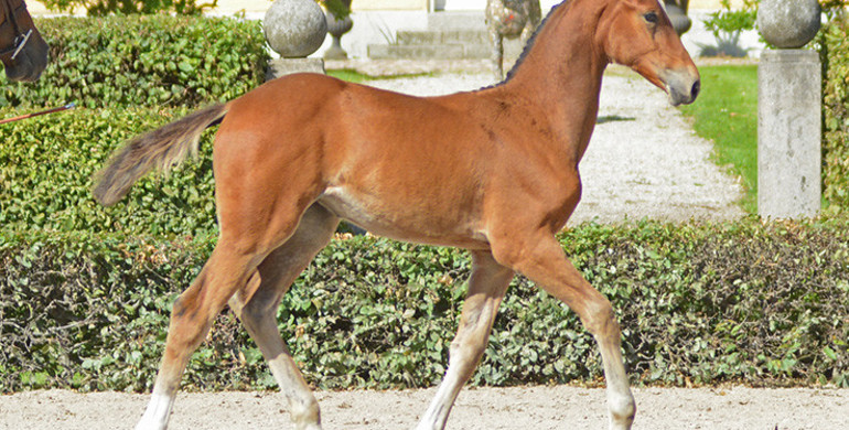 SWB Elite Foal Auction 2017