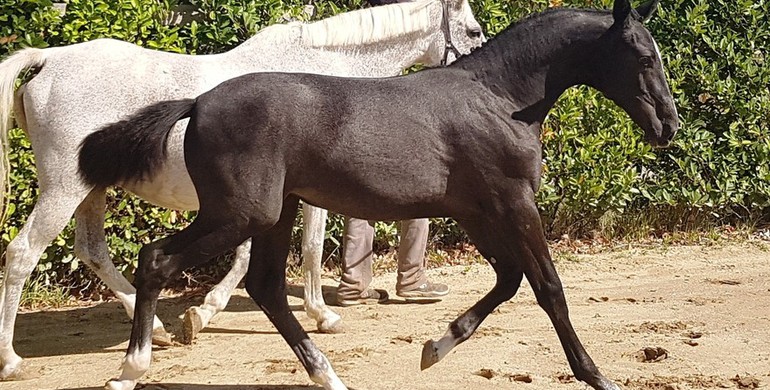EKESTRIAN ONLINE ELITE AUCTION (foals, embryos, broodmares in foal)