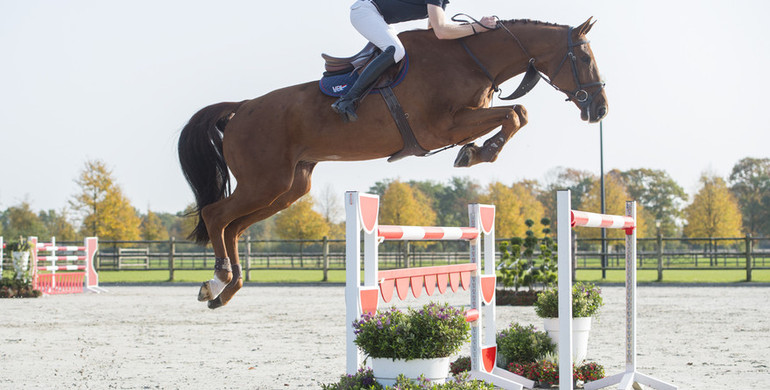 Duyselshof launches first online auction of ridden showjumpers!