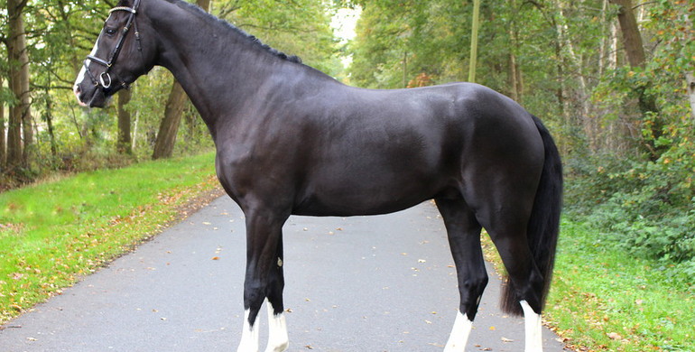 In The Spotlight – Lot 7 Jappeloup - To be offered at Brightwells