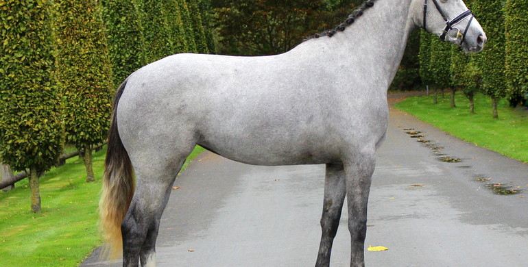 In The Spotlight – Lot 21 Kandessa
