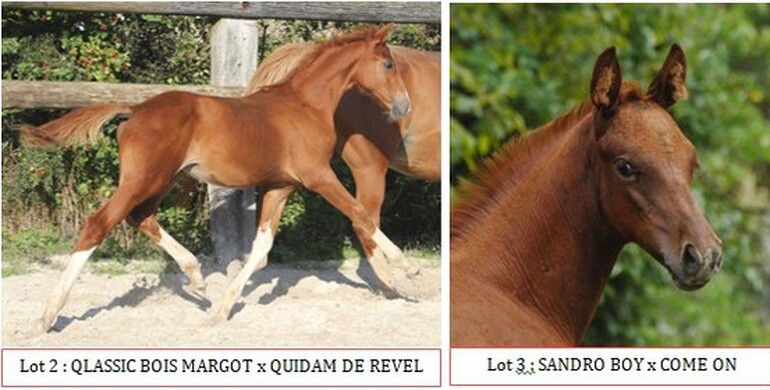 EKESTRIAN CHRISTMAS ELITE AUCTION (foals, embryos, broodmare)