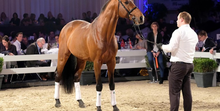 Holger Hetzel’s 13th Sport Horse Sales generated record-breaking bids totalling € 4 130 000 for 19 horses