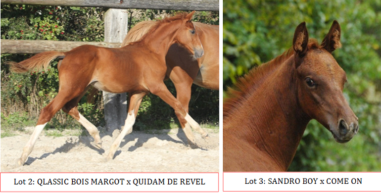 D-4 BEFORE THE EKESTRIAN CHRISTMAS ELITE AUCTION (foals, embryos, broodmare)