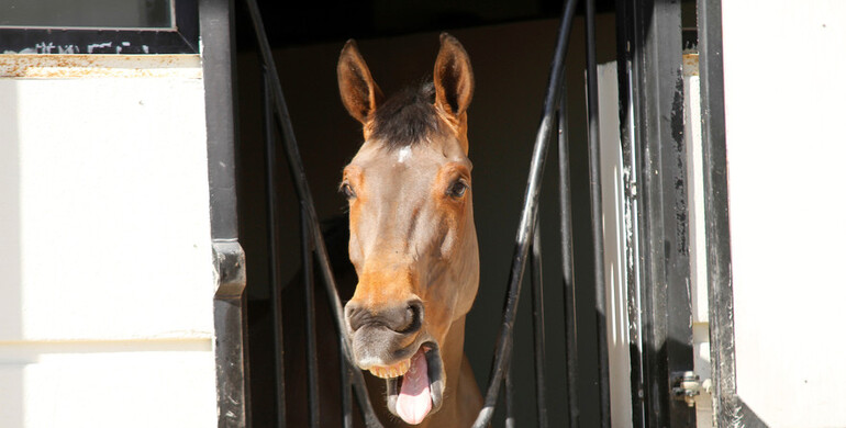 Images | Al Shira'aa International Horse Show - part two