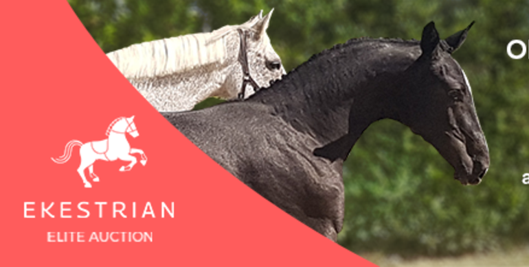 5* selection of embryos, broodmares and straws for the next Ekestrian Online Auction 26th/27th February