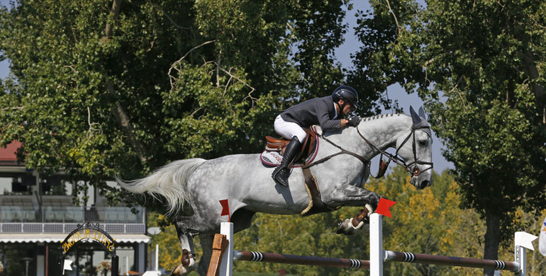 Artuur JH Z most expensive horse at Starhorses’ Z Online Auction