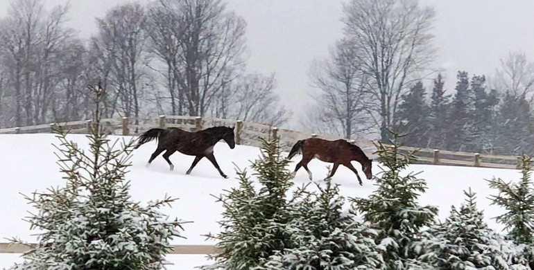 Beezie and John Madden’s retirement facility: “Together with other horses they find love, comfort and calmness”