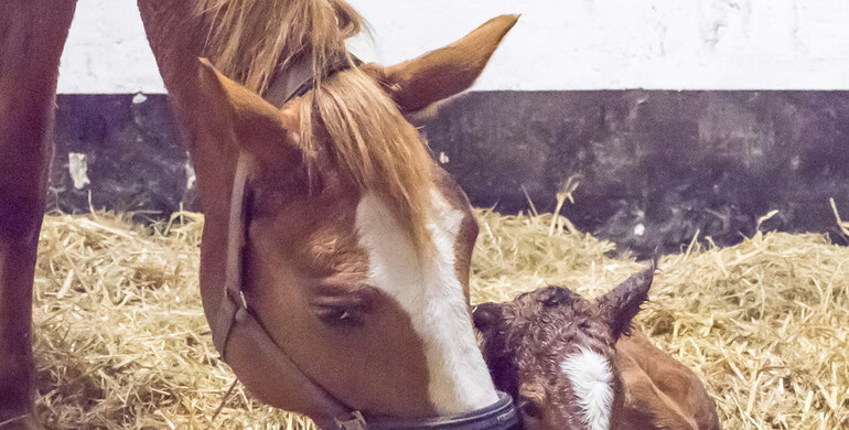 A foal for Gotha FRH