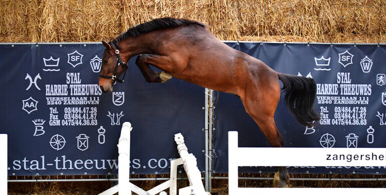 Zangersheide Online Auction auctions horses from Stud 111