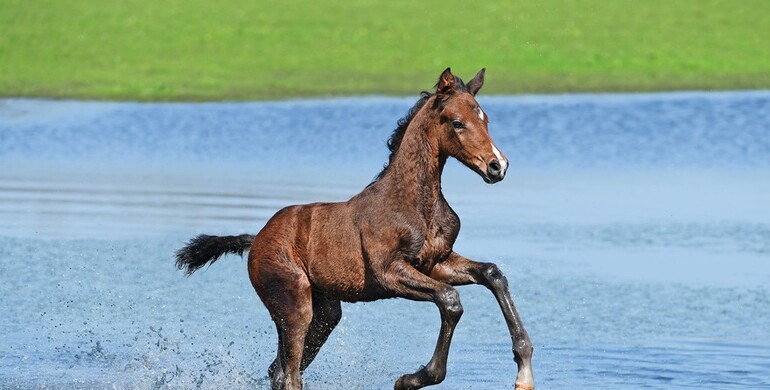 Foals on the loose at the Derby! Holsteiner Foal Auction in Hamburg