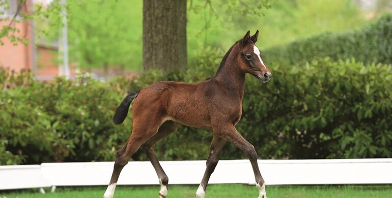 Be smart, think ahead! Holsteiner Foal Auction at the Hamburg Derby