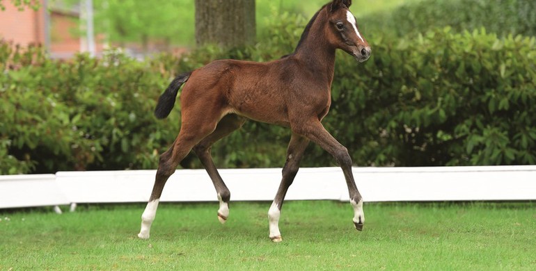 Be smart, think ahead! Holsteiner Foal Auction at the Hamburg Derby