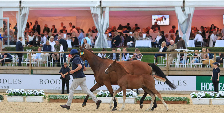 The Equerry Bolesworth International Horse Show Elite Auction 2018 – Can Records Be Broken?