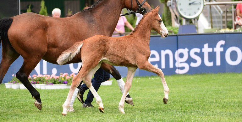 Top price for Holsteiner foal by young stallion Million Dollar