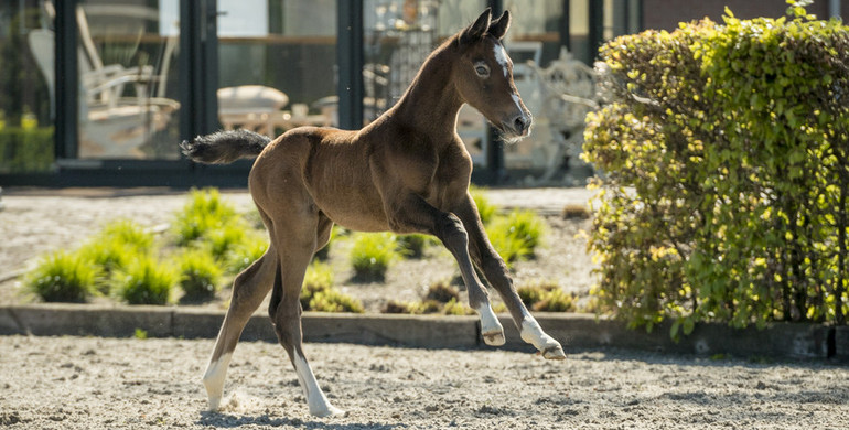 Six exclusively bred jumper foals in first Borculo JST Foal Auction