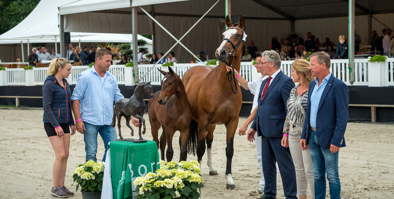 Fantastic average at 1st edition Borculo JST Foal Auction