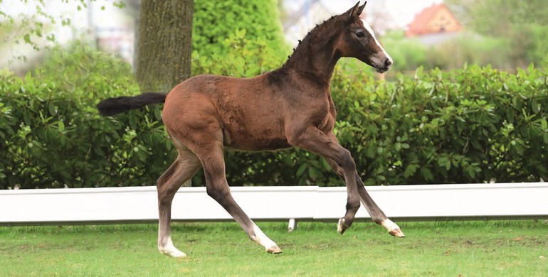 Holsteiner Foal Auction: 26 Foals – 26 Opportunities