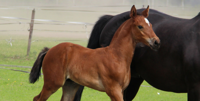 D-Day for the EKESTRIAN online auction of exceptional 3 yo, foals and embryos! Now it’s your turn.