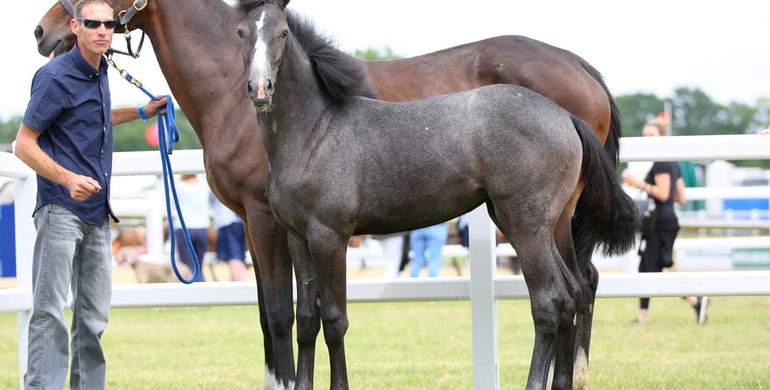 Bolesworth Elite Auction holds high level