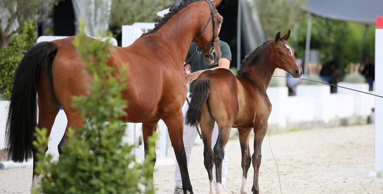 Belgians keep Flanders Foal Auction foals within own country