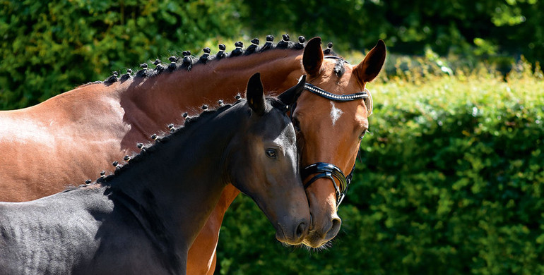 Hannoveraner Verband: Individual Breeding Goals