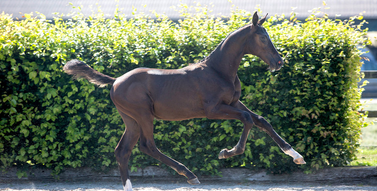 Exceptional accumulation of Grand Prix genes in Borculo jumping foals collection